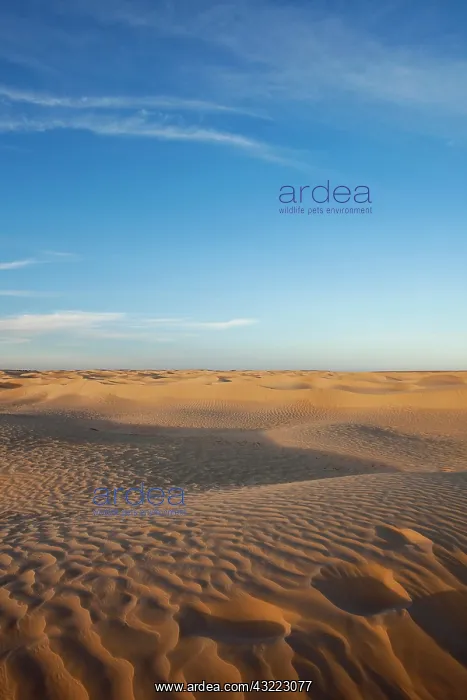 : Tunisia, Sahara Desert, Douz, Great Dune : Tunisia, Sahara Desert, Douz, Great Dune