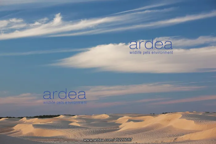 : Tunisia, Sahara Desert, Douz, Great Dune : Tunisia, Sahara Desert, Douz, Great Dune