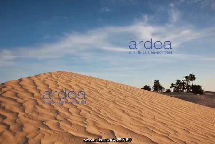 : Tunisia, Sahara Desert, Douz, Great Dune : Tunisia, Sahara Desert, Douz, Great Dune
