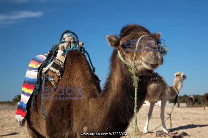 : Tunisia, Sahara Desert, Douz, Zone Touristique : Tunisia, Sahara Desert, Douz, Zone Touristique