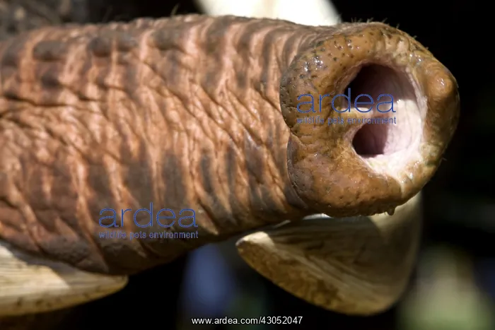 : Tunk of domestic Asian Elephant Sri Lanka : Tunk of domestic Asian Elephant Sri Lanka