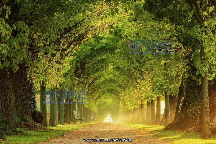 : Tunnel-like avenue of linden trees in the morning : Tunnel-like avenue of linden trees in the morning