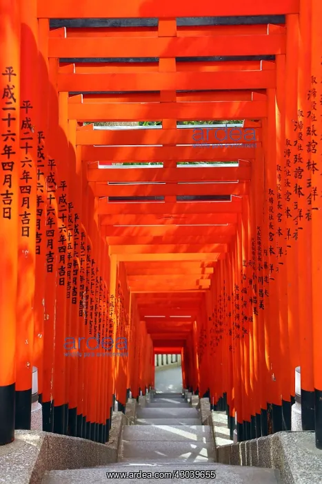  : Tunnel of red Torii gates at the Hie Shrine in