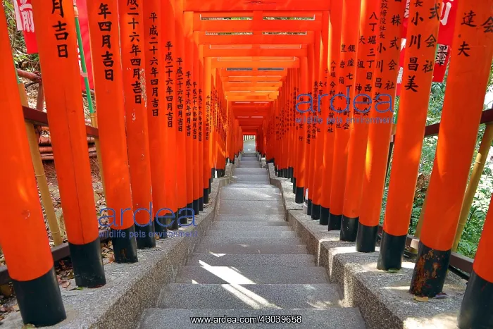 : Tunnel of red Torii gates at the Hie Shrine in : Tunnel of red Torii gates at the Hie Shrine in