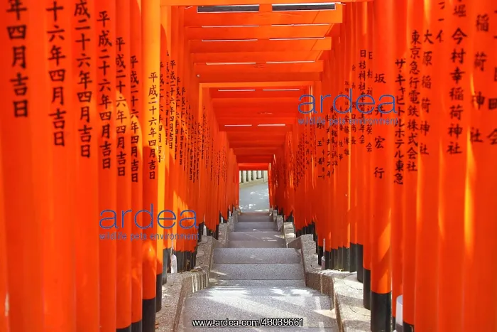  : Tunnel of red Torii gates at the Hie Shrine in