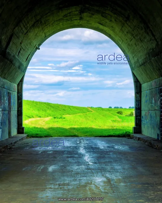 : Tunnel and a view of the meadows. The tunnel under : Tunnel and a view of the meadows. The tunnel under
