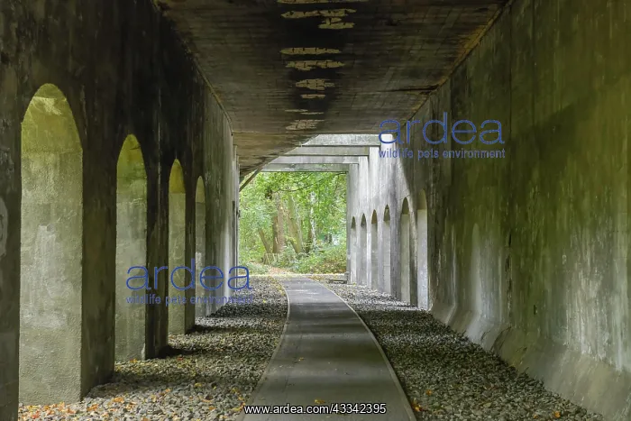 : Tunnelweg, Schoneberger Sudgelande nature Park : Tunnelweg, Schoneberger Sudgelande nature Park