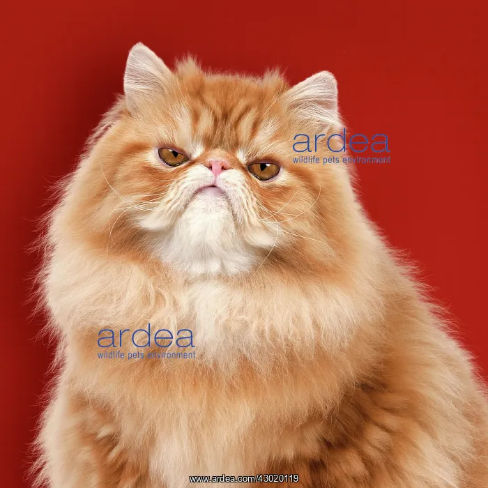 : Cat - grumpy Red Persian Digital Manipulation: tunred grumpy colour background : Cat - grumpy Red Persian Digital Manipulation: tunred grumpy colour background