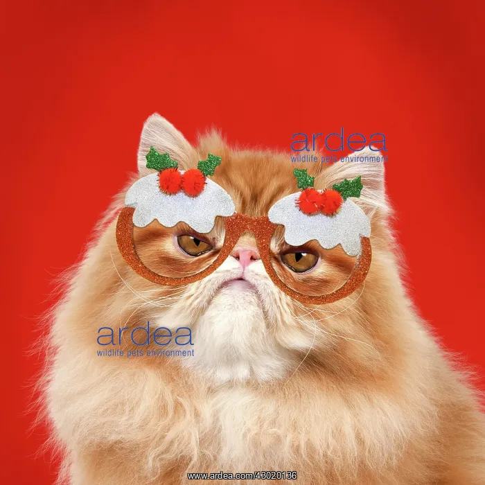 : Cat - grumpy Red Persian wearing Christmas pudding glasses Digital Manipulation : Cat - grumpy Red Persian wearing Christmas pudding glasses Digital Manipulation