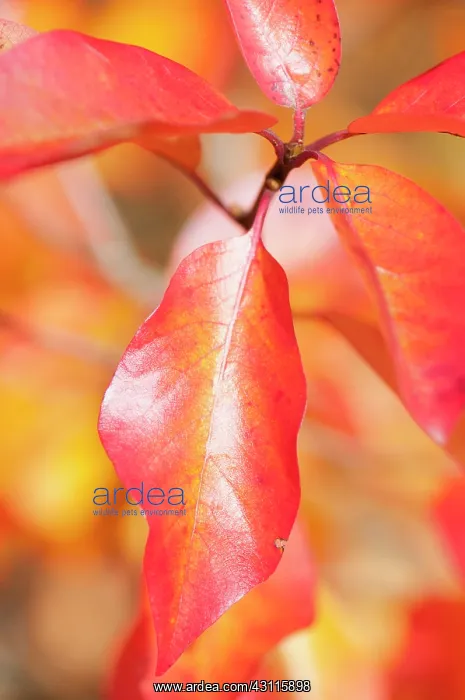 : Tupelo, Nyssa sylvatica, Close view of a sprig of : Tupelo, Nyssa sylvatica, Close view of a sprig of