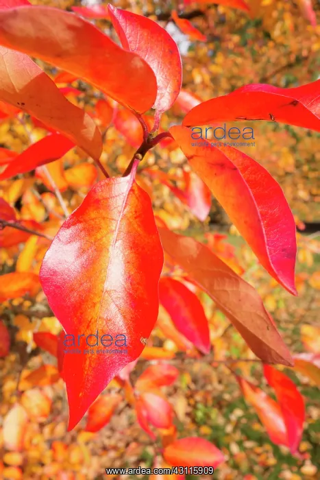 : Tupelo, Nyssa sylvatica, Close view of a sprig of : Tupelo, Nyssa sylvatica, Close view of a sprig of