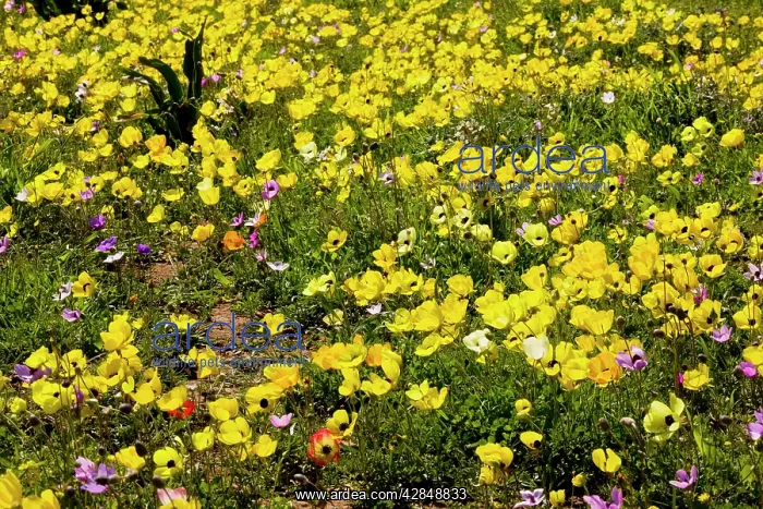 : Turban Buttercups (and a few Crown Anemones) on : Turban Buttercups (and a few Crown Anemones) on