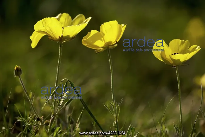 : Turban buttercups, yellow form : Turban buttercups, yellow form