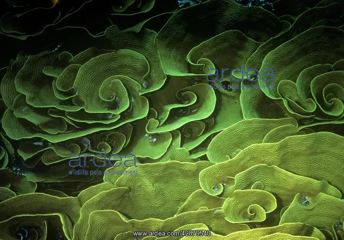 : Turbinaria / Lettuce Coral : Turbinaria / Lettuce Coral