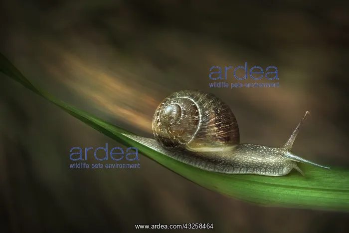 : Turbo snail, Parma, Italy : Turbo snail, Parma, Italy