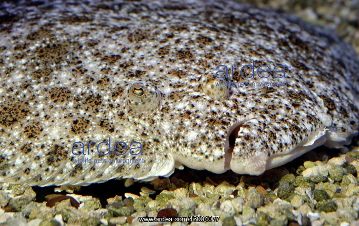 : Turbot Euopean coastal marine fish, also now in aquaculture : Turbot Euopean coastal marine fish, also now in aquaculture