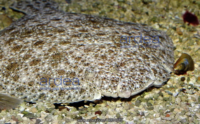 : Turbot Euopean coastal marine fish, also now in aquaculture : Turbot Euopean coastal marine fish, also now in aquaculture