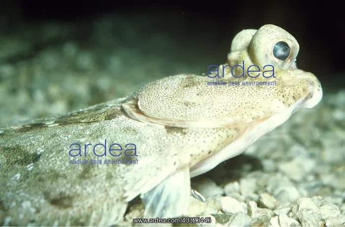 : TURBOT - EYES SHOWING ON HEAD : TURBOT - EYES SHOWING ON HEAD