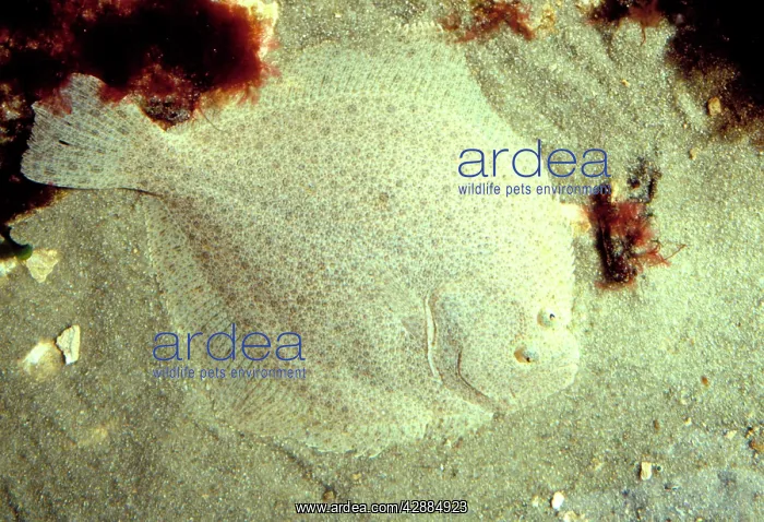 : Turbot Fish - Underwater - camouflaged by seabed : Turbot Fish - Underwater - camouflaged by seabed