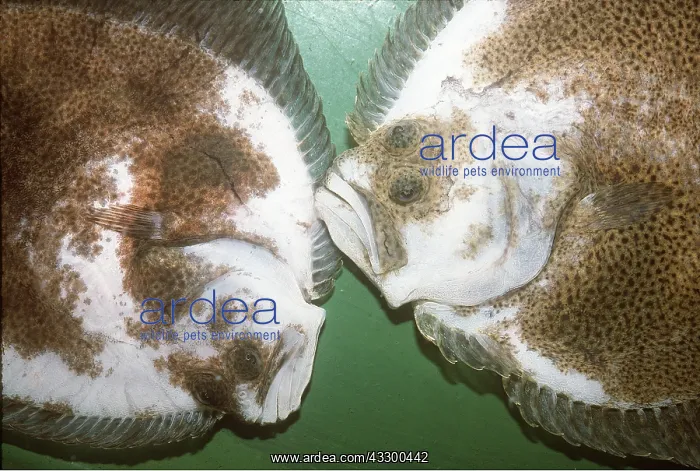 : TURBOT-In culture tank : TURBOT-In culture tank