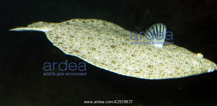 : Turbot - right sided flatfish swimming off the sea bed : Turbot - right sided flatfish swimming off the sea bed