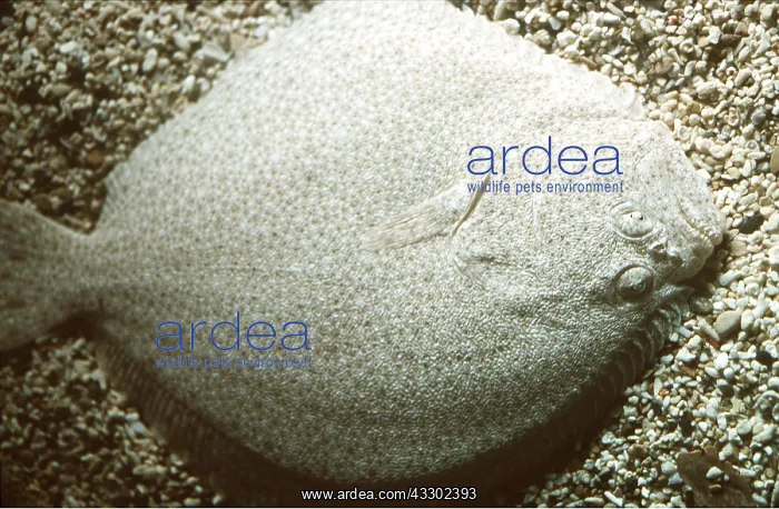 : TURBOT - ON SEA BED : TURBOT - ON SEA BED
