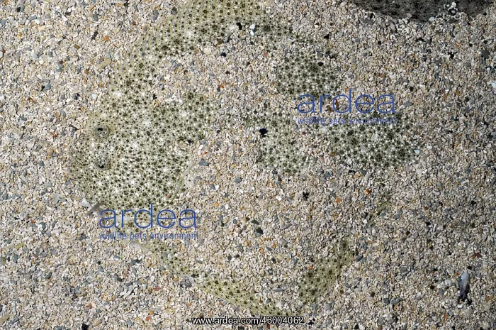 : Turbot settled on seabed with sand wafted : Turbot settled on seabed with sand wafted