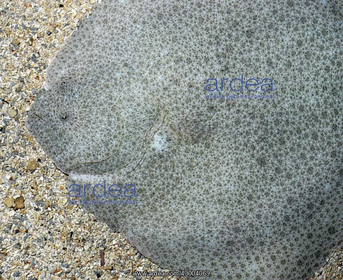 : Turbot settled on seabed with sand wafted : Turbot settled on seabed with sand wafted