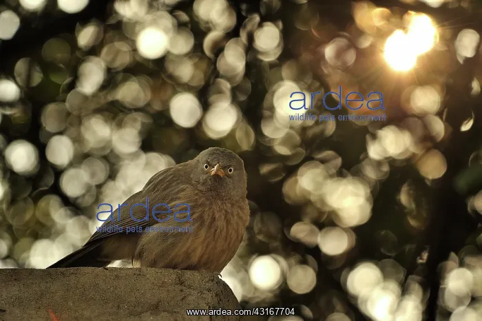 : Turdoides striata Turdoides striatus Turdoides : Turdoides striata Turdoides striatus Turdoides