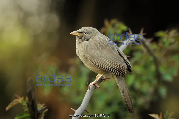 : Turdoides striata Turdoides striatus Turdoides : Turdoides striata Turdoides striatus Turdoides