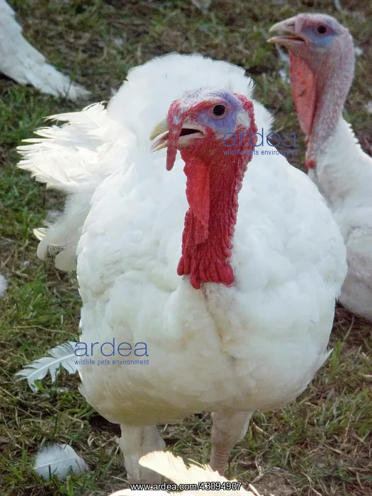 : Turkey : Turkey