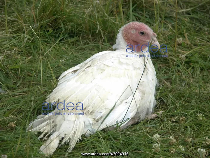 : Turkey. A Broad Breasted Giant White turkey : Turkey. A Broad Breasted Giant White turkey