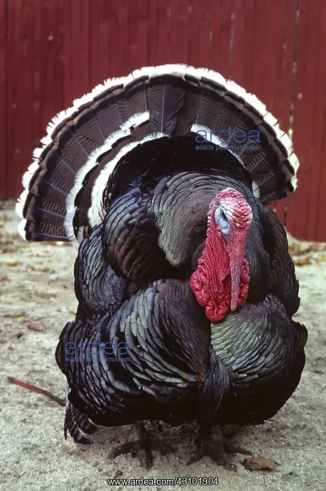 : Turkey. A large tom turkey : Turkey. A large tom turkey