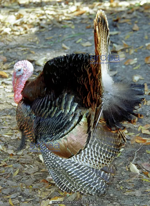 : Turkey. Male Turkey (Meleagris gallopavo) performing a courtship display : Turkey. Male Turkey (Meleagris gallopavo) performing a courtship display