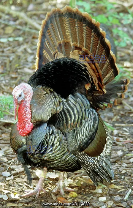 : Turkey. Male Turkey (Meleagris gallopavo) performing a courtship display : Turkey. Male Turkey (Meleagris gallopavo) performing a courtship display
