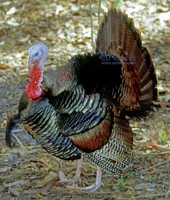 : Turkey. Male Turkey (Meleagris gallopavo) performing a courtship display : Turkey. Male Turkey (Meleagris gallopavo) performing a courtship display