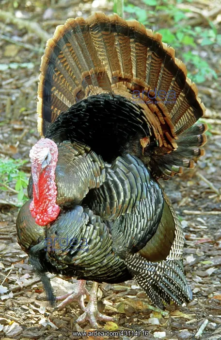 : Turkey. Male Turkey (Meleagris gallopavo) performing a courtship display : Turkey. Male Turkey (Meleagris gallopavo) performing a courtship display