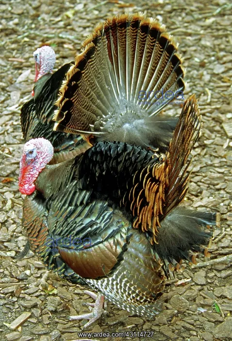 : Turkey. Two Male Turkeys (Meleagris gallopavo) performing courtship displays : Turkey. Two Male Turkeys (Meleagris gallopavo) performing courtship displays