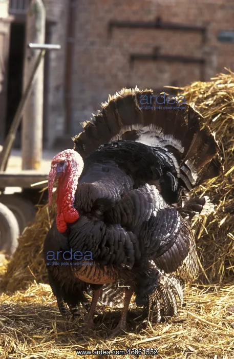  : Turkey Bronze d'Amerique on a bale of straw France