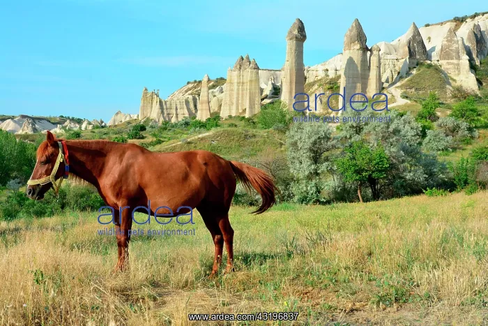 : Turkey. Cappadocia. Near Goreme, horse in the Love : Turkey. Cappadocia. Near Goreme, horse in the Love