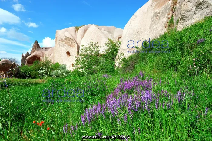 : Turkey. Cappadocia. Uchisar. Flowers in the Pigeons : Turkey. Cappadocia. Uchisar. Flowers in the Pigeons