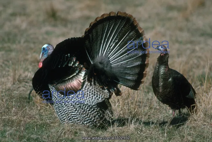 : Turkey Courtship : Turkey Courtship