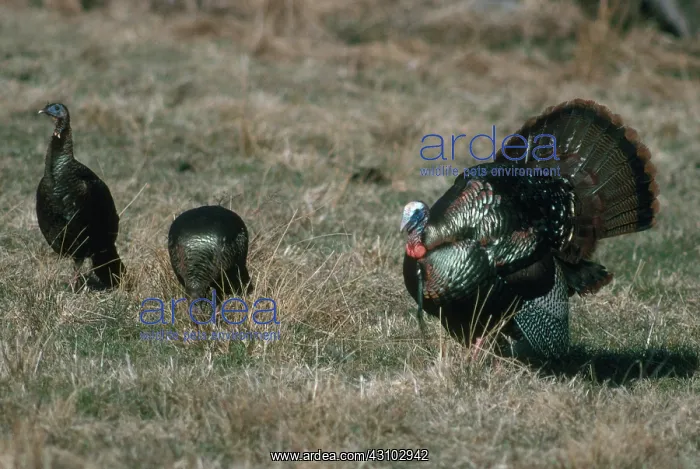 : Turkey Courtship : Turkey Courtship