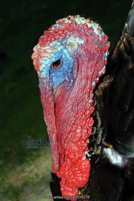 : Turkey, domestic (male with wattles) : Turkey, domestic (male with wattles)
