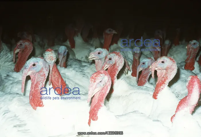: TURKEY FARM : TURKEY FARM