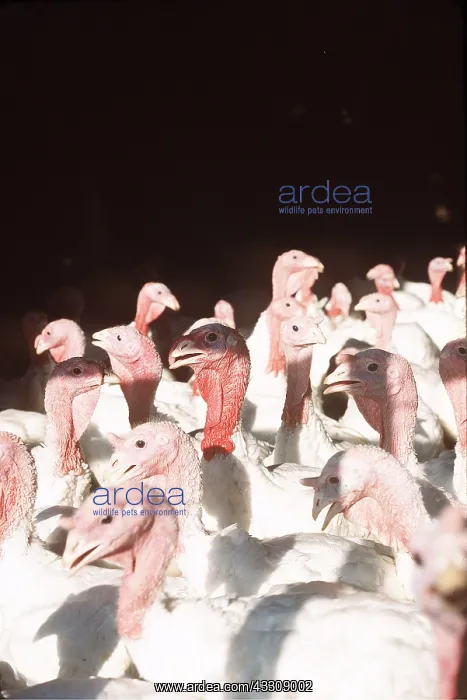 : TURKEY FARM : TURKEY FARM