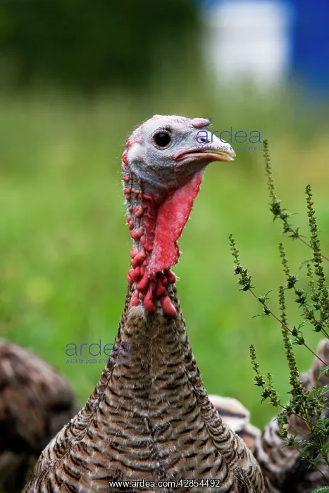 : Turkey - female close-up : Turkey - female close-up