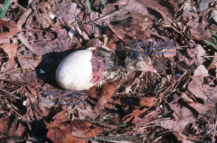 : Turkey Hatching : Turkey Hatching