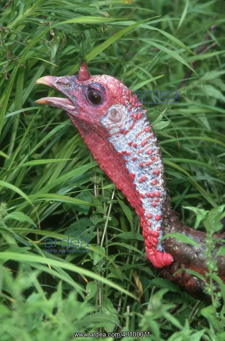 : Turkey Hen Gobbling : Turkey Hen Gobbling