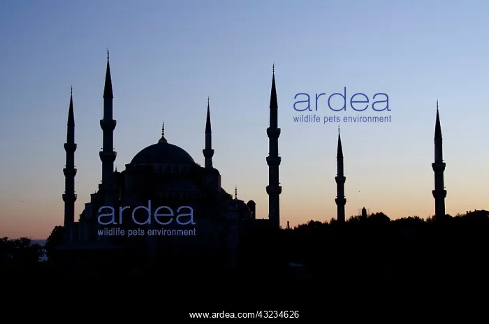 : Turkey, Istanbul. Blue Mosque (aka Sultan : Turkey, Istanbul. Blue Mosque (aka Sultan